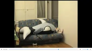 Bunny Orca Bunny inflates inside inflatable orca suit.
