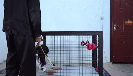 【晓鹿绳艺】【拉拉队长的姿势训练】这次老师要求她训练姿势，将其装入铁笼，用铁棒将身体固定，并不停的用各种道具进行干扰，没忍住在老师面前GC了 拉拉队长露露因为平时训练不够认真，放松队员的训练，这天老师特意叫来露露决定好好惩罚她，不断让她超负荷的练习深蹲，还用一根棍子让露露夹在膝盖下蹲马步，做上百个青蛙跳，还故意找碴增加难度，最终露露实在累的动不了了，直接瘫倒在地老师才让露露休息，但是老师的惩罚还不只是满足于体罚，还以训练身形为理由，将露露关进铁笼，固定露露的身体姿势，甚至还拿出了平时老师玩的各种情趣道具，强迫露露.......<br><br>工作室联系QQ：1462308882   欢迎大家一起交流，拒绝任何骚扰色情话题，感谢<br>片长：38分钟  清晰度：1080   文件大小：2GB  <br>有喜欢我作品的可以找我订拍哦<br><br><span style='color:#b0b0b0;'>[隐藏文字，购买后可见]</span>