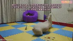瑾缚原创全包丝袜木乃伊自缚任务装置解脱方案 全包丝袜自缚已经做了第3个，这次应该算是有所突破吧，所以把这次的方案过程展示给大家。<br>定时锁的缺点就是自缚后可以一动不动或者随便扭几下等时间到就可以解锁，在这过程中也可以享受被束缚的[不可描述]与乐趣。但是任务装置就完全不同，你必须完成之前设定的任务后才可以解锁。这样的体验更有[不可描述]与乐趣！在此次计划中，你必须扭动被束缚的身体，在活动极其有限的情况下，艰难的移动着去完成任务，拿到钥匙解脱。<br>
