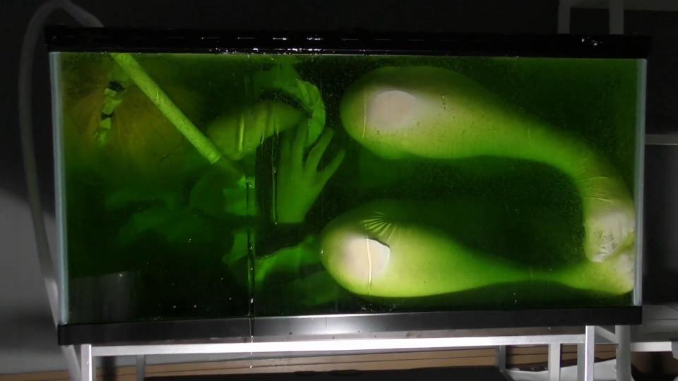 えすえふ シチュエーション２（水槽.メイド…？スライム漬け！） 可爱的拉姆被关进装满粘液的水箱中，在里面漂浮，全程呼吸管连通。已裁剪掉不合规的内容。<br><br>- (水槽.メイド...?スライム漬け！）えすえふ.シチュエーション２-<br><br>えすえふ.シチュエーション第二弾。<br>今度は…ドロドロでネバッネバの大量のスライム！！<br>スライムに体を侵食され、やがて体内に吸収されて、ふよふよと浮かんでいる女の子…えっちですよね？<br>このシチュエーションは、ファンタジー物の中でも王道、だと思っていますがいかがでしょうか！<br>…今作は、そんな自身の性癖を込めて、ピンク髪のメイド？なコスプレイヤーさんを大量のスライムに漬け込みました。<br><br><br>半分は水槽の中にメイドさんごと材料を混ぜ込んでスライムを作り、もう半分は別容器に作ったスライムをぶっかけて水槽を満たしていきます。<br>体や顔に重く纏わりつきながら、水槽を満たしていく大量のスライム…。<br>最後に蓋をして鍵をかけてしまえば、もう彼女は、スライムの中に力無く浮かぶ事しか出来ないのでした。めでたし。<br><br>お楽しみ頂けたら幸いです！<br><span style='color:#b0b0b0;'>[隐藏文字，购买后可见]</span><br><span style='color:#b0b0b0;'>[隐藏文字，购买后可见]</span><br><span style='color:#b0b0b0;'>[隐藏文字，购买后可见]</span>