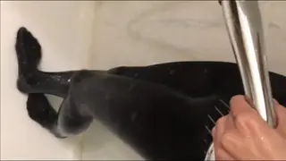 透水黑丝 黑丝美女在浴室忘情淋水，黑丝全部湿透