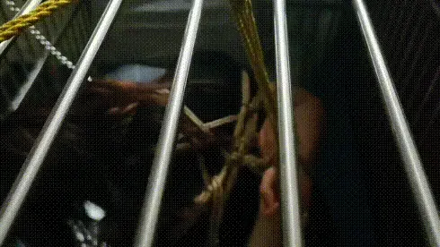 仙仙体验捆绑后囚禁在笼子里 可爱的仙仙体验捆绑，驷马等最后直接戴着项圈绑起来锁紧笼子里，由于项圈锁着脖子，绑着吊绳，仙仙在笼子里只能跪着，好难受啊。视频解压密码：chuxin     -         -<br>一绳所爱绳艺体验店面向全国爱好者开放，本店提供绳艺捆绑模特服务、体验女绳师捆绑服务、体验长时间囚禁服务、绳艺教学培训、绳艺交流会、场地出租、专业麻绳销售，原创视频套图销售、作品私人定制、模特原味丝袜出售等，另外本店招募同好合作伙伴。微信：351552501初心
