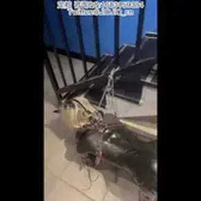 JIOJIO胶衣犬奴调教 JIOJIO被神秘人带回家当狗狗接受各种调教...<br>穿上乳胶衣 戴上K9套装 前后被塞入玩具 被丢在厕所里睡着了 开门声让我猛地一下醒来 被神秘人牵上狗链拉到客厅折磨 玩弄 身上的K9套装紧紧束缚着身体 鞭子疯狂SP 心里的奴性暴露了 结果被震动B疯狂蹂躏 一边喘一边挣扎 然后又被锁在楼梯旁 链子很短刚好只能趴下和蹭着栏杆 神秘人又开始各种调教 玩腻了后被神秘人推到在地...