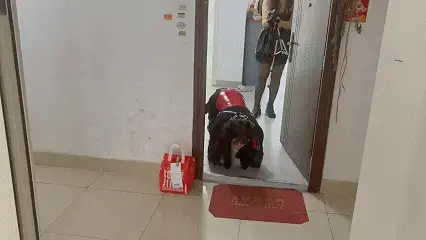 《强制女化学院》第二阶段调教，绝美男娘经过上次阶段的调教明显顺从很多，这次给伪娘M穿上K9缚去门口拿外卖增加羞耻感，紧接着女主人一边吃饭一边喂食伪娘狗狗，时不时还把AV棒放在狗狗得下体，让狗狗一边吃东 成都约拍 订拍 体验（男生 女生 CD均可）<br>冷月s联系QQ：2893924749（备注妖狐吧/林子菌）<br>绳模招聘（女生CD均可身材要好）QQ：2893924749<br>《强制女化学院》第二阶段调教，绝美男娘经过上次阶段的调教明显顺从很多，这次给伪娘M穿上K9缚去门口拿外卖增加羞耻感，紧接着女主人一边吃饭一边喂食伪娘狗狗，时不时还把AV棒放在狗狗得下体，让狗狗一边吃东西一边发射，被震动得直翻白眼