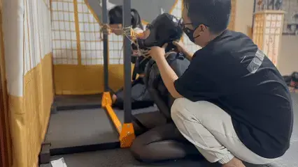 【悦感日记】小美K9+夏天驷马 强制爬行 SP|强制囗交训练|内容丰富 精彩 【悦感日记】小美K9 夏天驷马 强制爬行 SP|强制囗交训练|内容丰富 精彩视频1080P画质 平台预览动态图画质有限。<br>工作室提供私人定制绳艺视频、定制绳艺体验、约拍模特、变装体验、<br>私人定制体验、出售麻绳、原味、情趣内衣，另外招募绳艺模特<br>qq2121542870|2262276724 推：yueganriji<br>视频统一解压密码yueganriji 请不要在线解压观看。