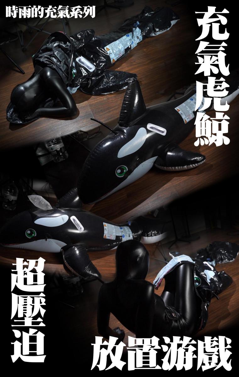 【闪闪工作室】- 时雨的充气系列 - 充气虎鲸的放置游戏 - 用挣扎表演虎鲸的舞姿，主动压迫下靠一条细管维持进出气带宽不够 - 回想5年前曾经对充气鲸鱼就十分喜欢，当时国内还没有售卖，于是就自己动手制作<br>多年过去了，最近发现一家工作室有做定制，手工和设计都非常不错，尤其上下气室这个功能十分先进，比我自己做的好了十几倍<br>所谓的上下气室，就是底部和顶部分开做了夹层，人在里面会被360度无死角的充气满满的挤压<br>我以前做的就是上气室，下气室的工艺完全不会<br>而且还是嘴巴进入，有种丸吞的感觉，超赞（我以前做的是腹部进入）<br>这么吸引的鲸鱼，当然想马上入手，但是无奈被老板告知，定制排单到2024年的7月……<br>一腔热诚被浇灭啊，但是也没办法，只好默默等待了<br>但事件在2月时发生了转机，老板告诉我，有一只掉落产品，准备以拍卖形式发售<br>兴奋啊，当然不能错过这个机会，本着一定要得手的心，在最后的讲价中成功取得这只充气虎鲸<br>一个难得清闲的晚上，让时雨穿了套露嘴巴的涂胶zentai，准备让她进入鲸鱼<br>因为在鲸鱼里整个头部会被填充挤压满，没办法呼吸，所以必须露出嘴巴咬着呼吸管的咬嘴，连接到鲸鱼的换气口，人才能呼吸到<br>在刚收到货时的试用就因为咬嘴移位，没有对准换气口，令时雨进入完全制息状态，所以这次加上一条长软管，确保安全，但换气口本来就不大，要在网上找到最小口径的软管才能通过，所以依靠这条气管换气还是挺吃力的<br>这条鲸鱼据说是特制的小号，所以也是比较少人一起竞拍的原因，时雨也很费劲地一点点移动进去，直到把脚顶到鲸鱼的尾巴，双手伸进鱼鳍里，咬住呼吸咬嘴，整个进入过程就完成了<br>拉上拉链后，就开始先对下气室充气，利用大功率的充气泵将空气灌入，整只鲸鱼就被垫了起来，人在里面应该舒服了点<br>然后就是上气室，在上气室充气时可以发现时雨开始不适的挣扎，可见里面空间被完全填满后全身受到的挤压非常紧密<br>充气和抽气不一样，虽然都是不能动弹，但是抽气是一种被动压迫，压力是来自乳胶的收缩，而充气则是主动挤压，气压的压强比抽气的大，压力大带来改变人的身体动作的作用，没办法像真空床那种保持一个动作躺里面<br>据时雨后来描述，腰被顶直了，脚踝也被压平，面部被完全贴紧，最后连紧身衣头套上的金属呼吸孔都在她的皮肤上压出凹陷<br>当时这些在外面的我当然不知道，我只管开始放置的游戏，把鲸鱼作为脚垫挺舒服的，还不忘给她拍拍照分享给群友<br>细软管在空气的流动时发出像箫一样的声音，彷佛一只鲸鱼幼崽亲近妈妈时发出的鸣叫<br>只需用手按住呼吸孔，箫声就会停止，切换成闷焗低沉的口申口今声音<br>群友说过，放置必须上郊狼，必须安排上，只要把挡位上调，鲸鱼就会左右晃动，鱼鳍和尾巴不停拍打，彷佛一只搁浅岸边的无助小鲸鱼<br>最大的挣扎环节在换了动作之后，时雨由仰卧换成了趴睡姿势，再次进入鲸鱼，趴卧的姿势更有意思<br>用一块浸湿的毛巾盖在呼吸管上，像给一只发烧的鲸鱼降温，再把郊狼不断调高，小鲸鱼像在地板舞一样激烈挣扎起来，抬头和翘尾都比仰卧时幅度更大，时雨的声音也慢慢变粗，看来在里面黑暗又紧压的状态下呼吸不畅的感受十分痛苦<br>大概受了1个小时的呼控和电击的放置，时雨终于被放出来了，虽然只是单纯的躺着趴着，但也耗掉了时雨的大量体力，鲸鱼的双层PVC塑料和涂胶Zentai带来的闷热也令她头晕目眩，这次就先这样，谁叫她今天犯错了<br><br>【网盘文件先下载到电脑，解压得出的文件后续名html修改为zip，再解压一次】<br>【不要在网盘解压与播放】<br>解压密码：shanshan