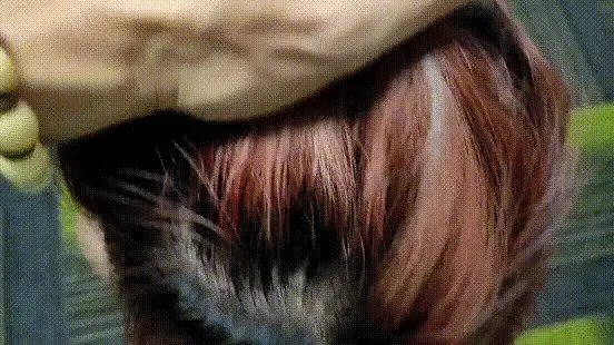 陈依依极紧铁丝捆绑，主题打耳光 昨天上传视频有点问题，已处理好，重新上传，感谢支持。（性感的装扮，紧紧的捆绑，不同以往的是，用铁丝来了个紧紧的五花大绑，打耳光主题，一声声清脆悦耳的抽打声，看的血脉彭拜。）视频解压密码666888 。<br>一绳所爱绳艺体验店面向全国爱好者开放，本店提供绳艺捆绑模特服务、体验女绳师捆绑服务、体验长时间囚禁服务、绳艺教学培训、绳艺交流会、场地出租、专业麻绳销售，原创视频套图销售、作品私人定制、模特原味丝袜出售等，另外本店招募同好合作伙伴。微信：351552501初心