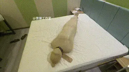 人偶妹妹的丝袜世界，五层加紧油亮丝袜睡袋，十多层丝袜头套，加锁固定！ 第一次解压密码：LIMAO,第二次解压密码：limao<br>我们新到的丝袜睡袋今天刚打开，这次买的是加紧的，油亮卷，我在手里就尝试到了这丝袜睡袋的紧致，所以我们家人偶妹妹又有福啦，我们家人偶喜欢的就是紧致，所以就把五层丝袜睡袋全套上吧，让她彻底变成丝袜人偶，整个世界都变成丝袜的世界，永远无法挣脱<br><br>一层层油亮丝袜的全包，让m的身体越来越紧致，她的身体都被勒成了一个整体，双脚无法分开，手臂与身体紧密贴合，无法行动一点，头部也变得朦胧，越来越紧导致人偶呜呜的叫，可是连哪里在发声都看不出来，如果放在门外，大家多半都想不到一层层丝袜下，包裹了一个活的人偶，只会寻找是从哪里发出的声音，毕竟谁能想到一动不动的摆件里面有人呢！但是呜呜叫并不能让我放过她，也不能让我觉得可怜，只会让我把手里有的丝袜都套上，所以在她苦苦的挣扎时，我把所有的丝袜头套，都套在她的脸上！多层带来的痛苦，是她呼吸变得困难，气息的传出与吸入变得那么奢侈，只留她在原地苦苦挣扎！如果给各位一个选择，下次用普通款睡袋，还是加紧款呢?<br>（最近拖更了是因为模特感冒了，之前嗓子都哑了，刚好一点就带病来拍摄，所以有什么不足的地方还请各位见谅）<br>狸猫工作室个人接赞助，定拍，都是白菜价，很多东西还在慢慢摸索，感谢大家的支持！联系方式:<span style='color:#b0b0b0;'>[隐藏文字，购买后可见]</span>