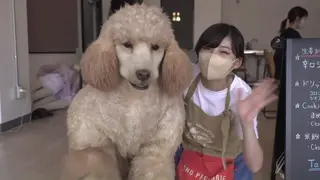 【金币福利】训狗师反倒变成狗（中文字幕） 人型狗第三部的剧情篇，你如果想看这个视频的幕后花絮，请在站内搜索【オフショット】ドッグトレーナー編・ライブ配信 这个钻石视频