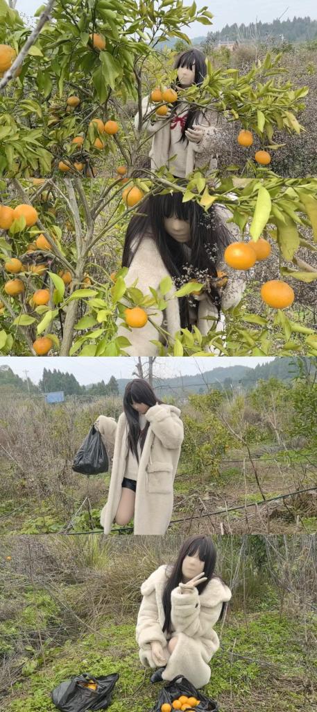 【ZENTAI】来摘橘子吗？漫山遍野的那种哦 免费的果园 跟着薅羊毛大军一起冲冲冲 有同好问我视频有说话吗？老粉应该都知道 我们是话唠 全程交流呢<br>来摘橘子吗？漫山遍野的那种哦 免费的果园 跟着薅羊毛大军一起冲冲冲<br>冲着免费的果园去摘橘子 多得一摘一个不吱声<br>人多了太社恐了 找了一个角落 不过也有零零散散的薅羊毛大军