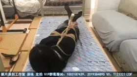 【佳怡工作室】【佳怡】性感搜查官被俘后受到超紧驷马棒棒折磨到G  【佳怡工作室】定拍视频、定制音频QQ：2019384890 定拍视频、定制音频QQ：2019384890 定拍视频、定制音频QQ：2019384890(重要的事情说三遍！） 出原味妹子：【佳怡】2019384890<br>【琳媚】2633257891可以和妹子本人直接交流<br>定制视频、音频Q:2019384890<br>【其他业务】约绑攻略有售以及本工作室正式启动会员优惠折扣方案，请有兴趣的同好加客服妹子Q：2019384890<br>【赞助方案】69赞助最少赠送10部视频，98赞助最少赠送20部视频，198赞助最少赠送50部视频，价格相当优惠~<br>性感搜查官被俘后受到超紧驷马棒棒折磨到G 