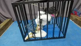 把月仙儿禁锢在特制的狗笼里,经过六道程续G栓在牢牢地紧固上去,最终经不住折磨骚水狂喷...... 月仙儿一看到铁笼就心动,刚钻进去,胳膊刚搭上铁棍,钢圈套住双腿,铁枷固定双脚环,项圈固定笼子下端,把头发高高吊起,想动一点也动不了,带上口球像狗一样只能乖乖地向前爬着,用剪刀把后面剪个洞,在把G栓给她固在后面,一点活动空间都没有,越挣扎越难受,又偷偷地把棒棒放到后面突突突,最终经不住折磨骚水狂喷......<br>定拍交流女绳模应聘请加QQ2032433381