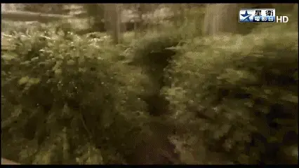 #栀晓公映定拍#乌龙派出所绑架案 这次定拍是乌龙派出所绑架镜头加长版~<br>翠晓妹子被绑架后被迫带上耳机听恐怖故事，中途被迫投喂小饼干<br>挣扎逃脱被发现后TK惩罚~<br>第一次拍影视剧加长版，是个很好的题材，也会陆续推出新视频~<br>—————————————————————————————————————<br>定拍服务QQ号：3925021447<br>想体验约绑的可以联系