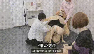 【オフショット】健康器具PR編・取材散歩編・ライブ配信 【人形狗第四部】全程干货 前三部的Femalemask人形狗系列热度非常高，经过数月的等待，第四部终于更新了。本片的故事背景其一是Femalemask小姐姐为了给健身器材拍广告，被要求穿着上锁的面具以及zentai全包紧身衣运动直到瘦1公斤为止；故事背景其二为Femalemaskx小姐姐牵穿着厚重兽装里面还穿着一层zentai的人形狗小姐姐出门，吸引了许多路人好奇的围观，直到最后一人一狗气喘吁吁满头大汗才摘下面具，从狗狗兽装中艰难爬出。<br>The fourth installment of the highly popular Femalemask Human Dog series has finally been released after months of anticipation. The storyline unfolds in two distinct scenarios:​<br>In the first scenario, Femalemask is tasked with promoting fitness equipment. To meet the promotional requirements, she is instructed to wear a locked mask and a full-body zentai suit, engaging in rigorous exercise until she loses one kilogram.​<br>In the second scenario, Femalemask, donning a heavy animal costume with an additional zentai layer underneath, ventures outdoors accompanied by a human-dog character. Their journey attracts the curiosity of many passersby. The episode culminates with both the human and the dog, exhausted and drenched in sweat, removing their masks and struggling to exit the cumbersome costumes.​<br>This latest installment continues the series' tradition of blending unique character portrayals with imaginative scenarios, maintaining its appeal among fans of the Femalemask genre.<br>原价 Originally priced：5,800 JPY<br>■動画情報<br>キャスト：ノアラ/Noara<br>　　　　　アッキー/Akki<br>素顔公開：あり<br>動画時間：13分<br>動画容量：935MB<br>ファイル形式：MP4<br>サイズ：1920×1080<br>字幕：日本語・英語<br>#kigurumi 着ぐるみ #dreammask #maskoff #dollmask #femalemask #着ぐるみ #恋物 #全包紧身衣 全身タイツ zentai #コスプレ #ドールマスク #マスクオフ #ドール面 #着ぐるみマスク #露脸 #玩偶服 兽装 #上锁 #强迫运动 #健身房