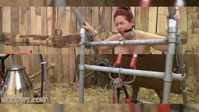 Manuela – moved to the barn 【挤奶系列】我们把她搬到了谷仓。她肯定不再是秘书了！她的新生活在农场里，我们（按照要求）用最强大的机器给她挤奶：红奶牛挤奶机。Many of you have asked about Manuela, our captured MILF secretary HuCow. Yes, she is here permanently and we are milking her regularly. She is even available for private sessions, and some of you have already been here to massage and milk Manuela’s gorgeous udders. We have moved her to the barn. She is definitely not a secretary anymore! Her new life is here on the farm, crawling around in her collar, getting milked and restrained. We milked her with the most powerful machine (as requested): the red cow milker. And after her milking we clamped her sore nipples again! Manuela did not like that at all, clamping after milking is very painful! But what can she do… she is a HuCow now.