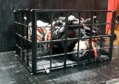W柜子加笼子监禁 男娘w被抓起来关进笼子，下面也被负数锁紧紧锁起来，然后拘束在柜子里用飞机杯榨精<br>所有视频主角均由号主本人出镜，专业资深男娘，形体管理和化妆技术都十分优质<br>欢迎投稿或者定拍各种你喜欢的剧情，或者定拍想看的COS服<br>定制特殊服装视频时，如果本人没有，那需要提供服装，按服装价值可以减免定拍费用（本人上百件cos服以及各类衣服，或许有你喜欢的，欢迎咨询）<br>一心追求绳艺探索各种姿势的奥妙追求极致的捆绑艺术，支持原创是我们创作的最大动力<br>同时接原味衣物道具出售，数百条丝袜以及各类拘束道具和私密玩具，视频里出现过的均可出售<br>详情加QQ咨询:2121504866<br>本人的推特/X：金鱼天天在禁欲@wuxuezhichun